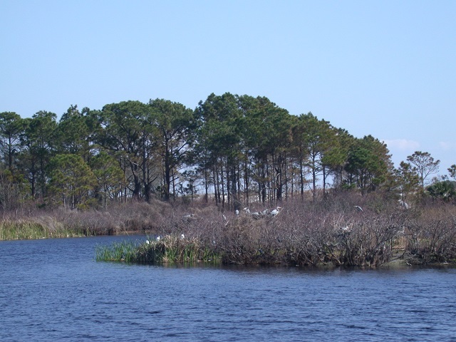 Egrets and herons nesting on a small island.