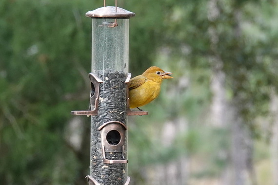Bird on a feeder