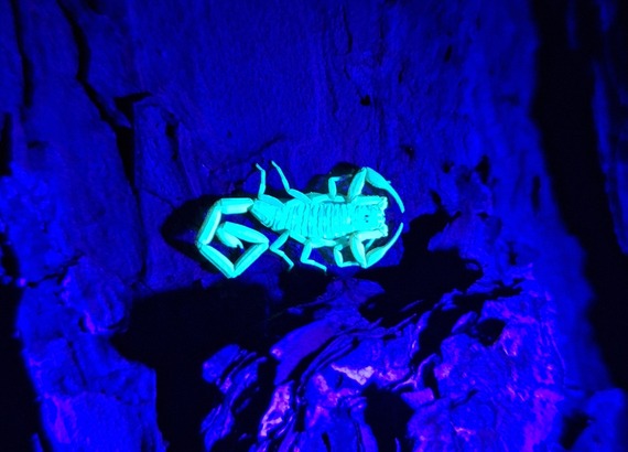 Scorpion fluorescing under a black light.