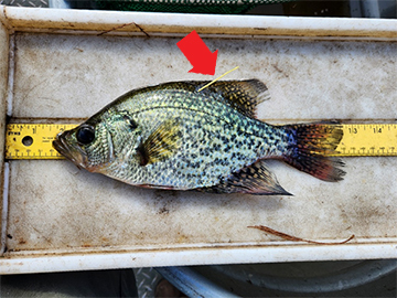 Tagged black crappie