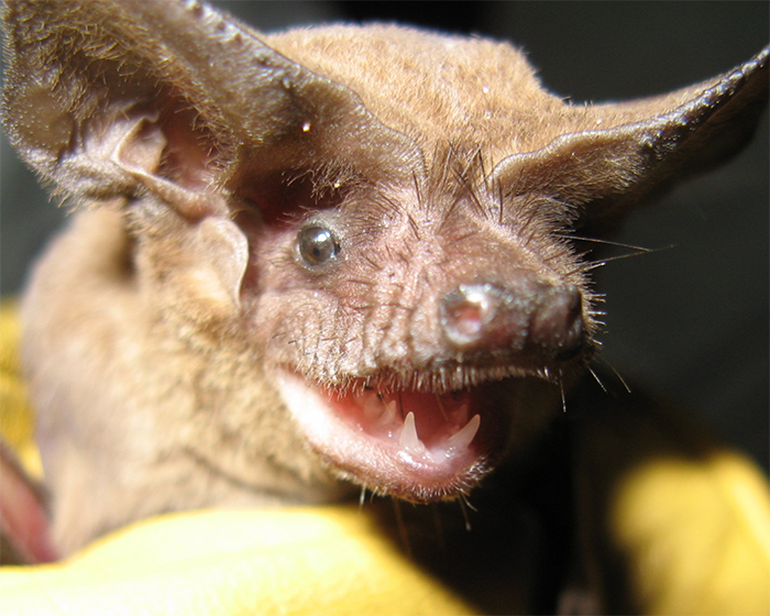 Brazilian free-tailed bat closeup of head