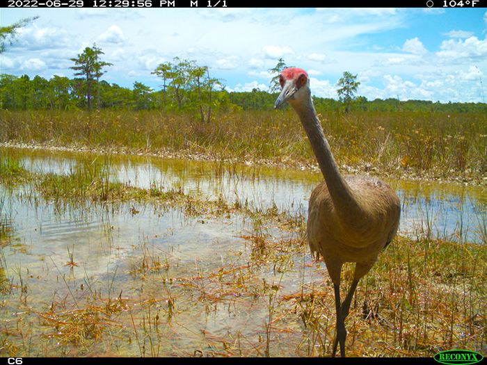 trail camera with sandhill crane staring into lens
