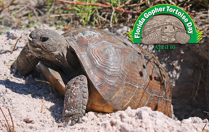 gopher tortoise on ground with inlay of gopher totoise day logo