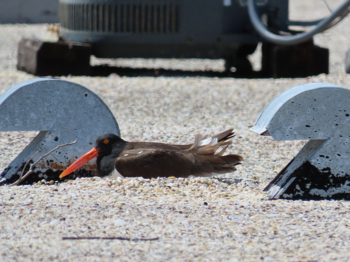 oystercatcher incubating egss on rooftop