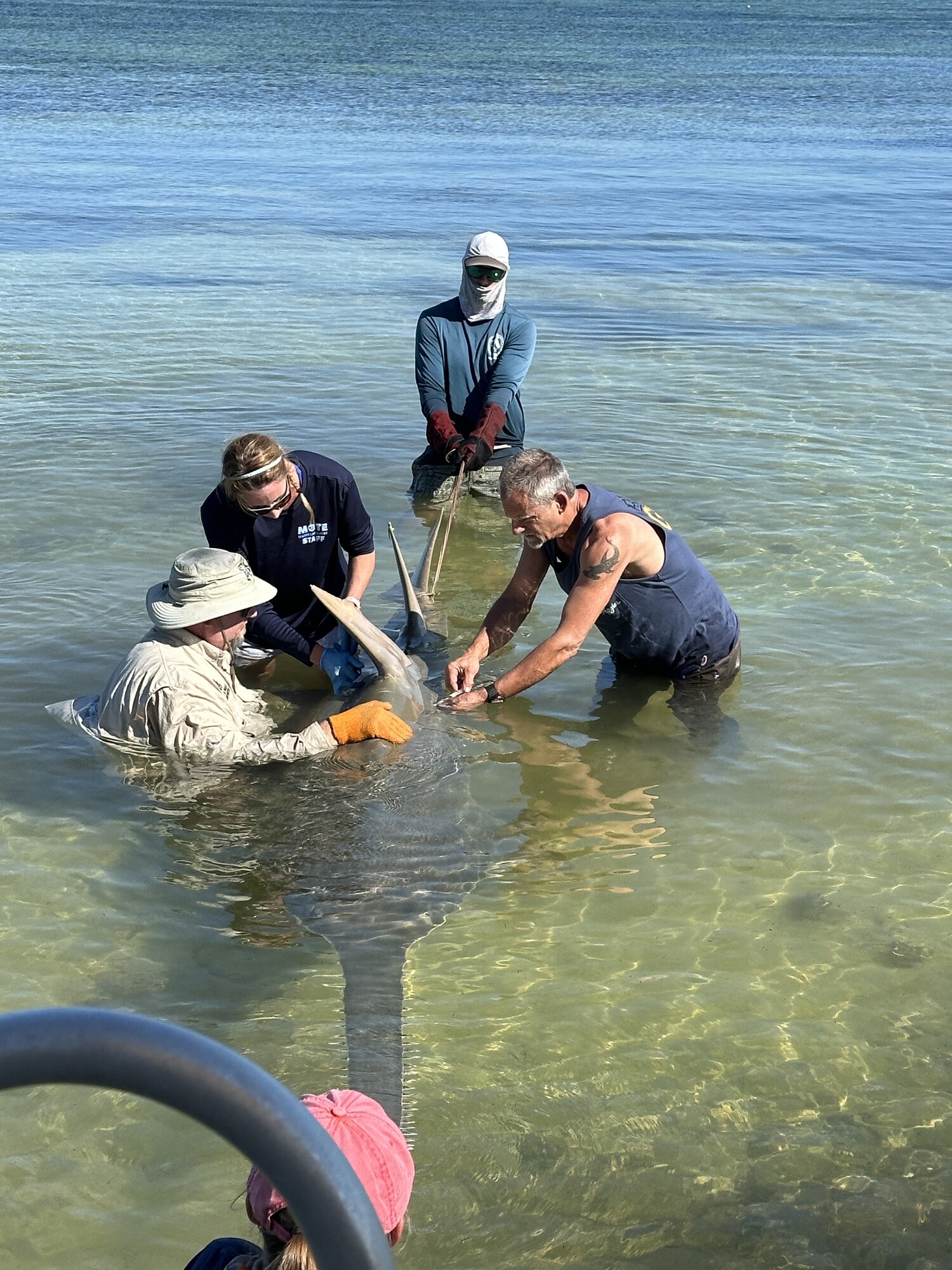 Sawfish rescue