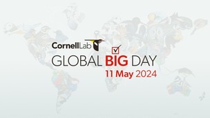 Global Big Day 2024
