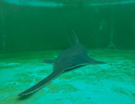 Smalltooth Sawfish in treatment tank at Mote Marine Lab