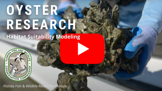 Oyster Research Video Thumbnail