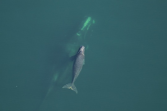 Catalog #3725 and calf off Ponte Vedra Beach.  FWC, taken under NOAA permit 26919.