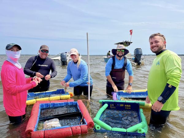 Staff transplanting seagrass