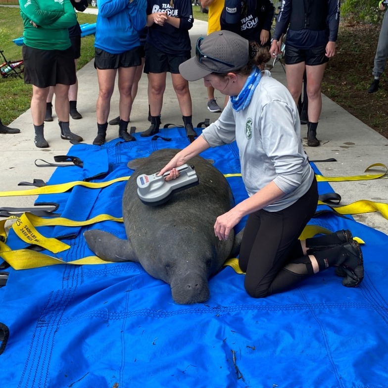 Biologist scanning for PIT tag