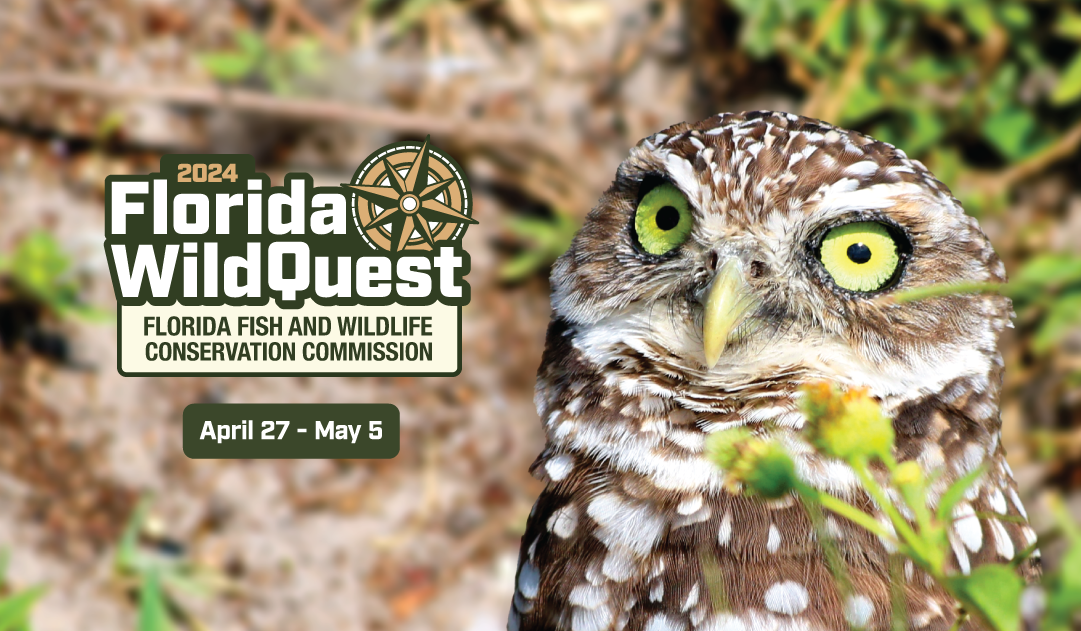 A burrowing owl gazes intensely, encouraging you to play WildQuest from April 27th to May 5th.