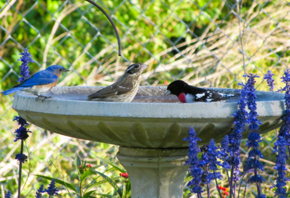Three birds enjoying a birdbath in a lush garden.