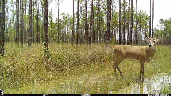 A deer in the Everglades, caught on Trail camera.