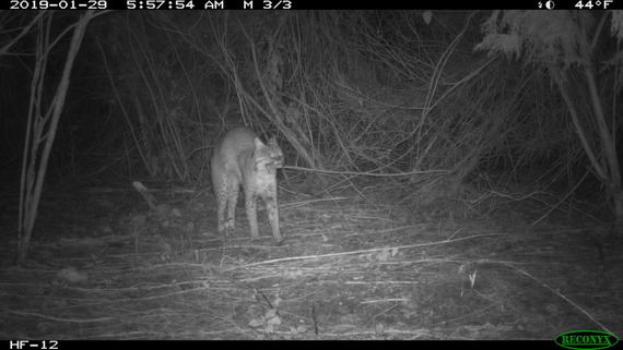 A bobcat...snarls? Yawns? Join Everglades Wildlife Watch to unravel these mysteries.