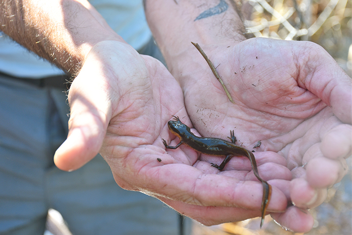 researcher holding salamander