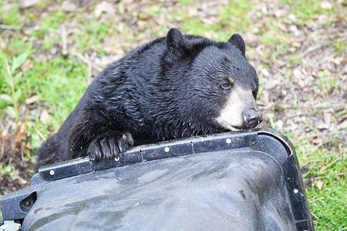 bear with garbage can