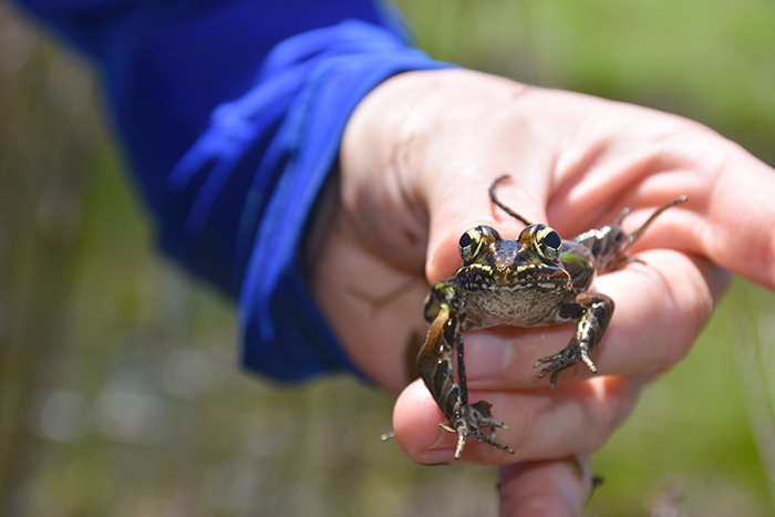 researcher holding southern leopard frog