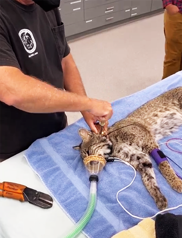 bobcat on vet table with mask on head