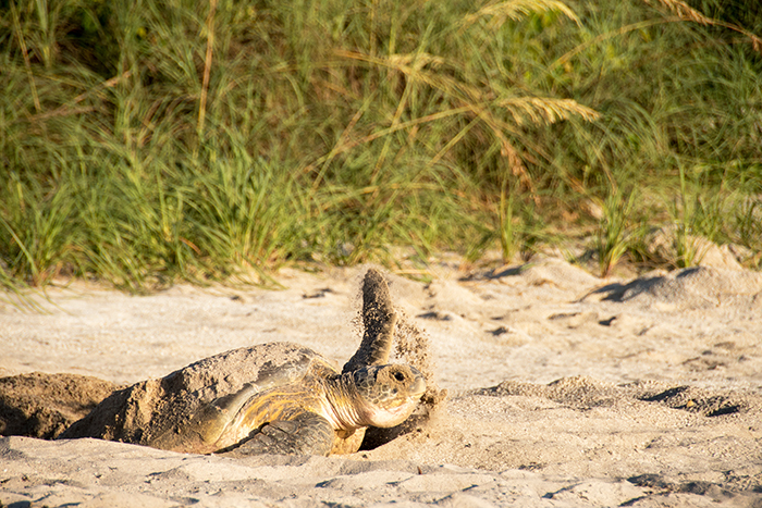 sea turtle nesting on beach