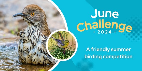 A banner advertising the June Challange, a friendly summer birding competition.