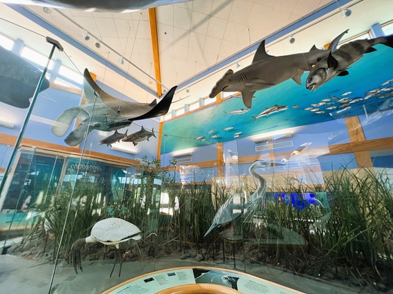 Life sized models of a hammerhead shark, manata ray and large fish posed as if they are swimming gracefully over a dioramma of shorebirds.