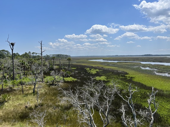 A wild vista with an osprey nest crowning a snag to the left and a river winding though swathes of green to the right.