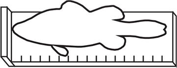 Fish length measure