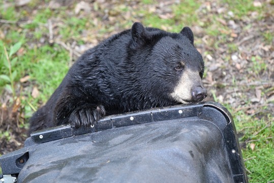 Black Bear and Trash Can