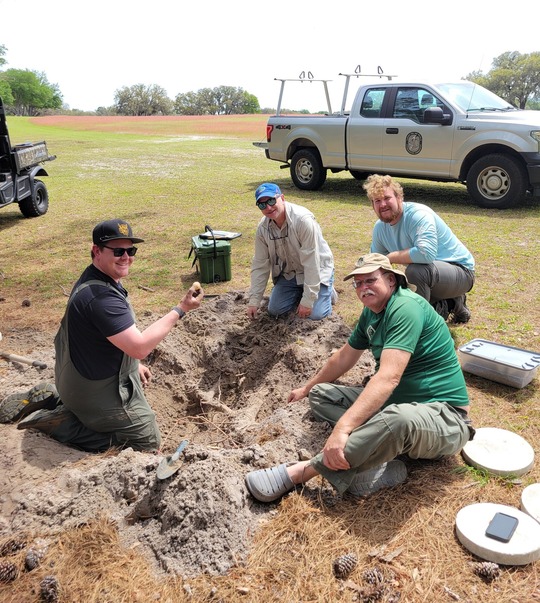 Biologists excavating snapping turtle nest