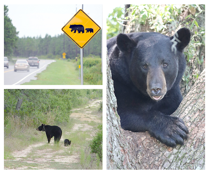 montage of bears, crossing highway w/bear crossing signe, sow & cub, in crook of tree