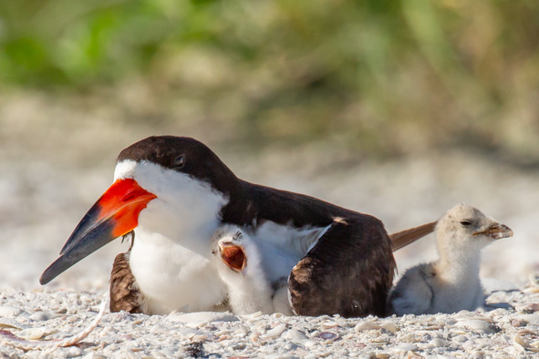 Black skimmer adult with two downy chicks
