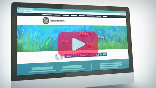 Navigating red tide resources video still