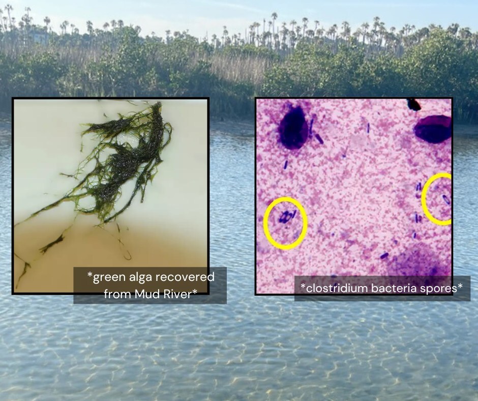 Alga photo by FWC and Clostridium spore images by Dr. Nicole Stacy, background photo submitted by a member of the public. 