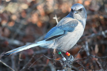 An adult Florida Scrub-jay with four colored leg bands.