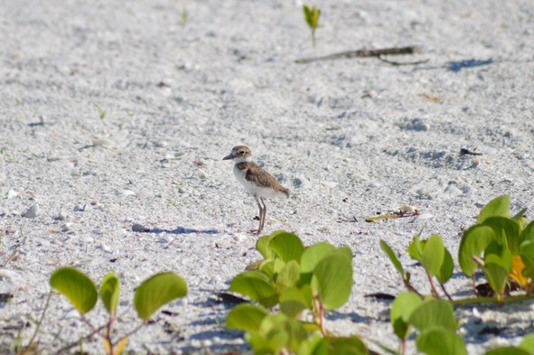 Wilson Plover chick