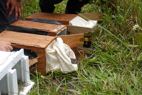 A Florida Grasshopper Sparrow emerging from a box used for transport onto grass.