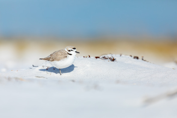 Snowy Plover by Britt Brown