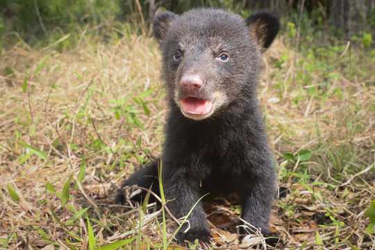 black bear cub