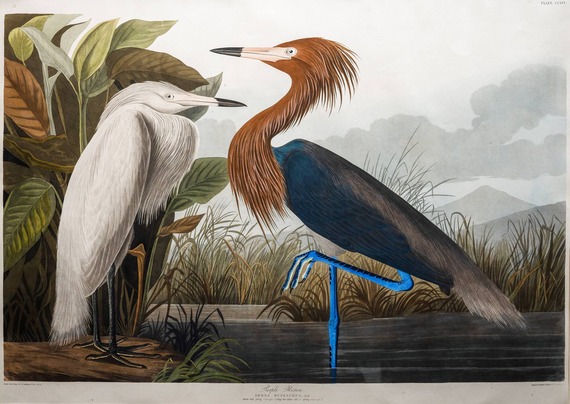 Illustration of a juvenile reddish egret with white plumage (left) and an adult (right) with a russet-feathered neck and dark blue body.