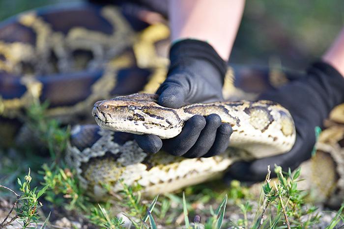 python in hand