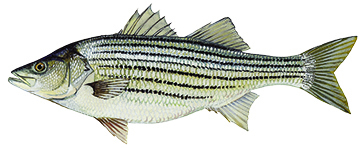 Striped bass