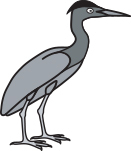 Green-backed Heron