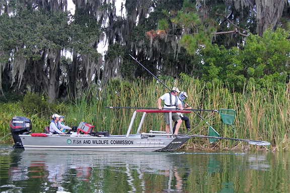 FWC biologists electrofishing from a boat