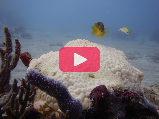 Coral bleaching survey video thumbnail