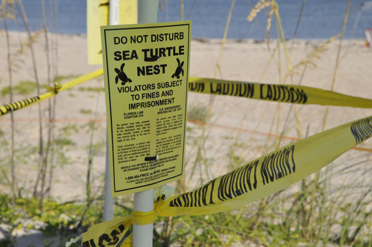 Sea turtle posting sign