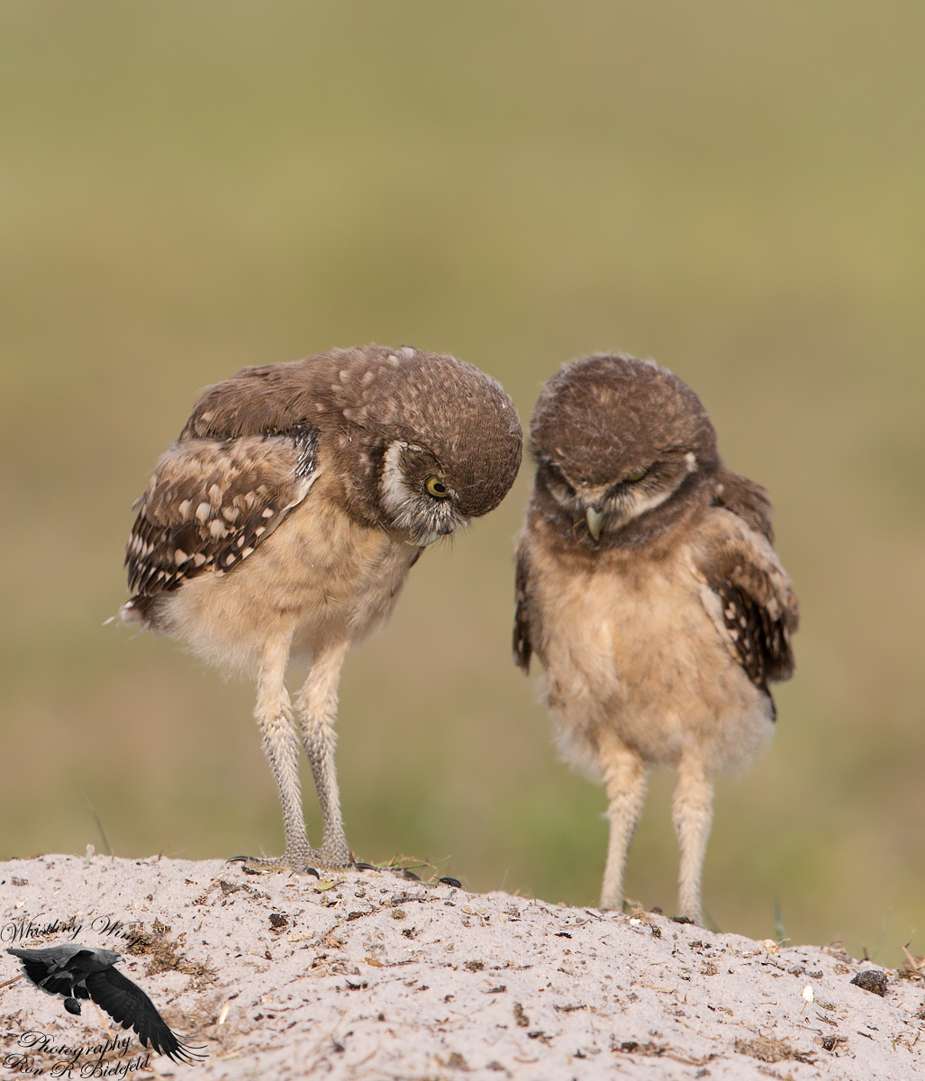 two burrowing owls looking at sandy ground