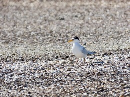 Least tern on gravel rooftop