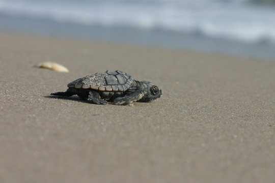 Loggerhead hatchling side view