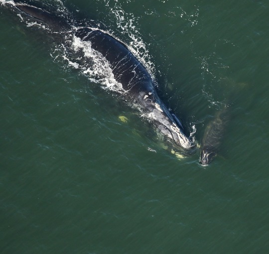 Right whale Catalog #1802 ‘Legato’ and calf